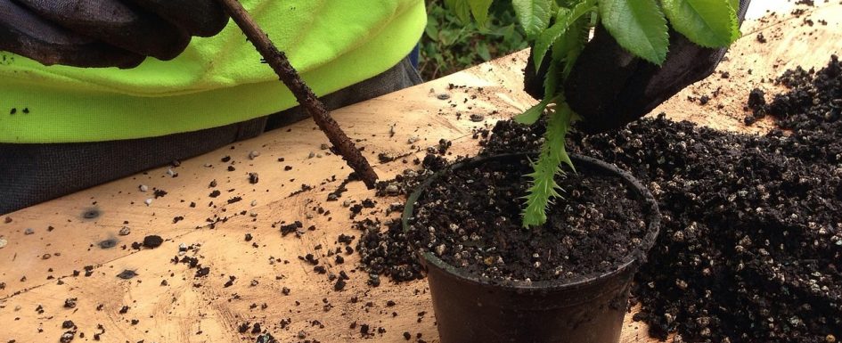 Esqueje plantado en tierra – Preparacion y siembra con sustrato horticola