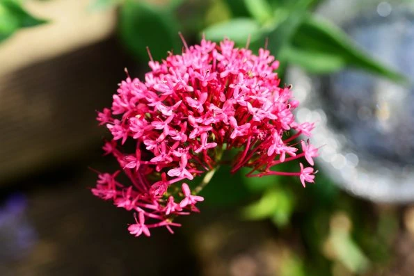 Valeriana roja Centranthus ruber para macizos en jardín seco